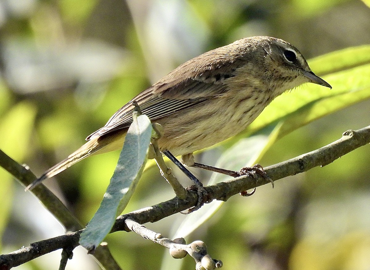 Palm Warbler (Western) - ML625659550