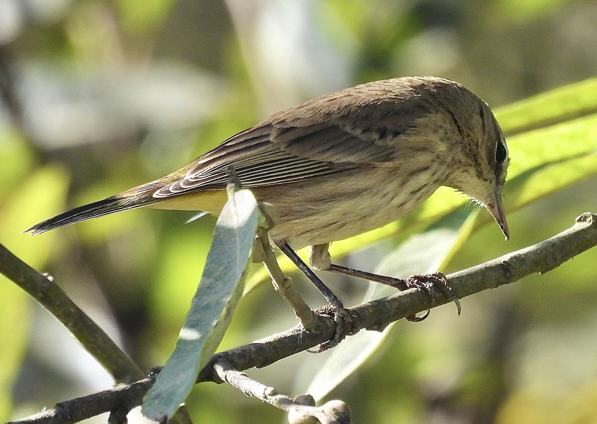 Palm Warbler (Western) - ML625659551