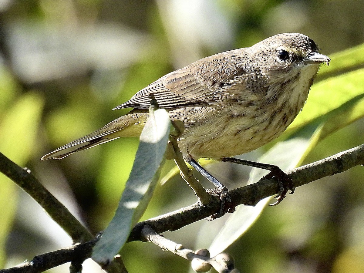 Palm Warbler (Western) - ML625659552