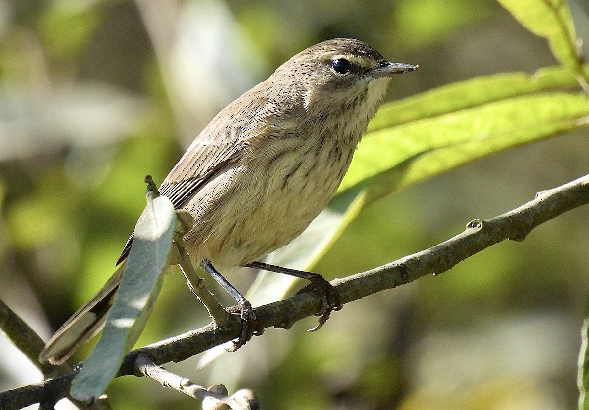 Palm Warbler (Western) - ML625659553
