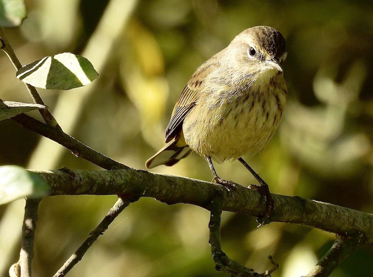 Palm Warbler (Western) - ML625659554
