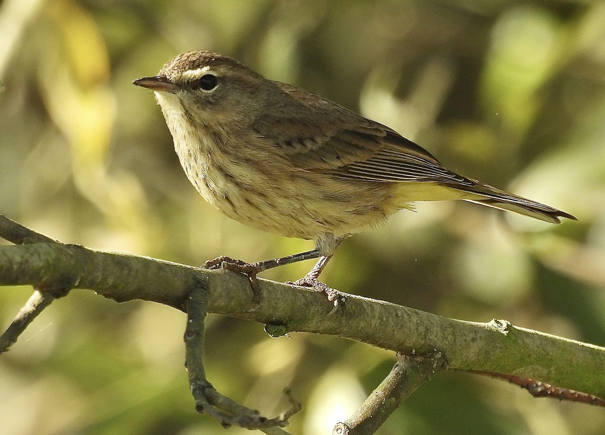 Palm Warbler (Western) - ML625659555