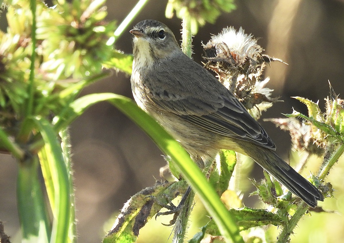 Palm Warbler (Western) - ML625659556