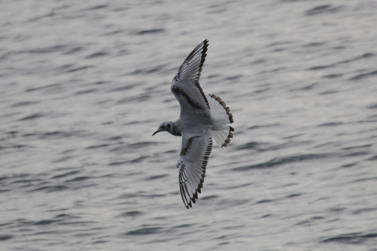 Gaviota de Bonaparte - ML625659564