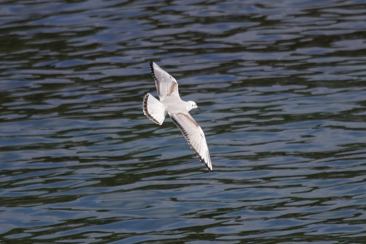 Gaviota de Bonaparte - ML625659565