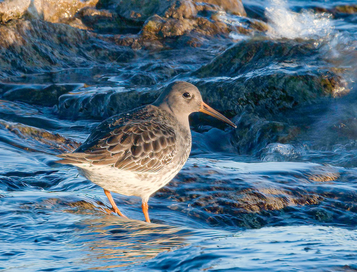 Purple Sandpiper - ML625659616