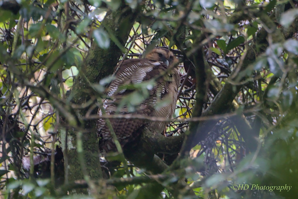 Brown Wood-Owl - ML625659628