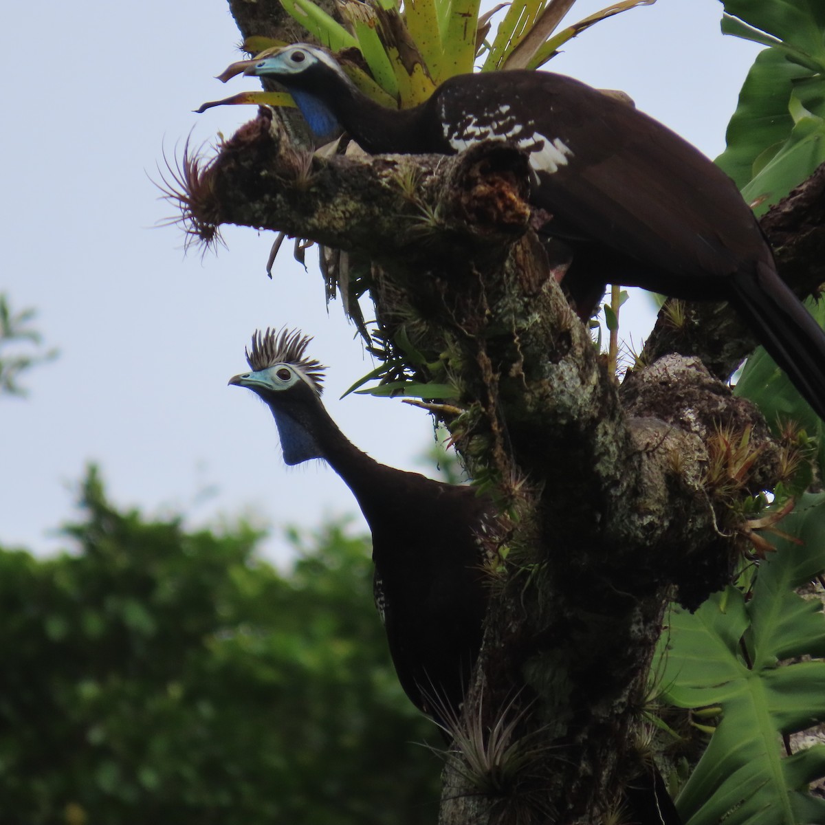 Trinidad Piping-Guan - ML625659736