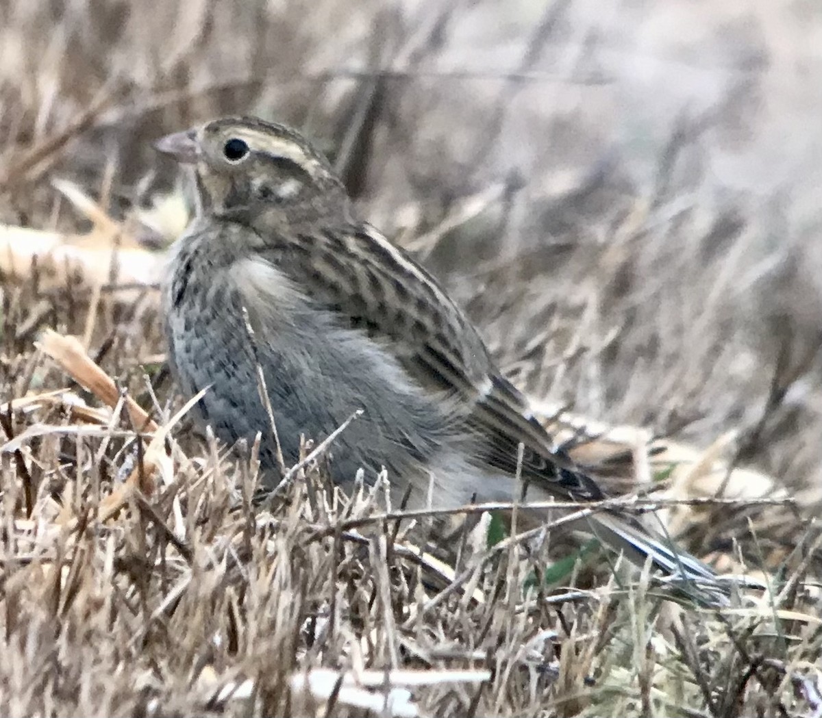 Chestnut-collared Longspur - ML625659802