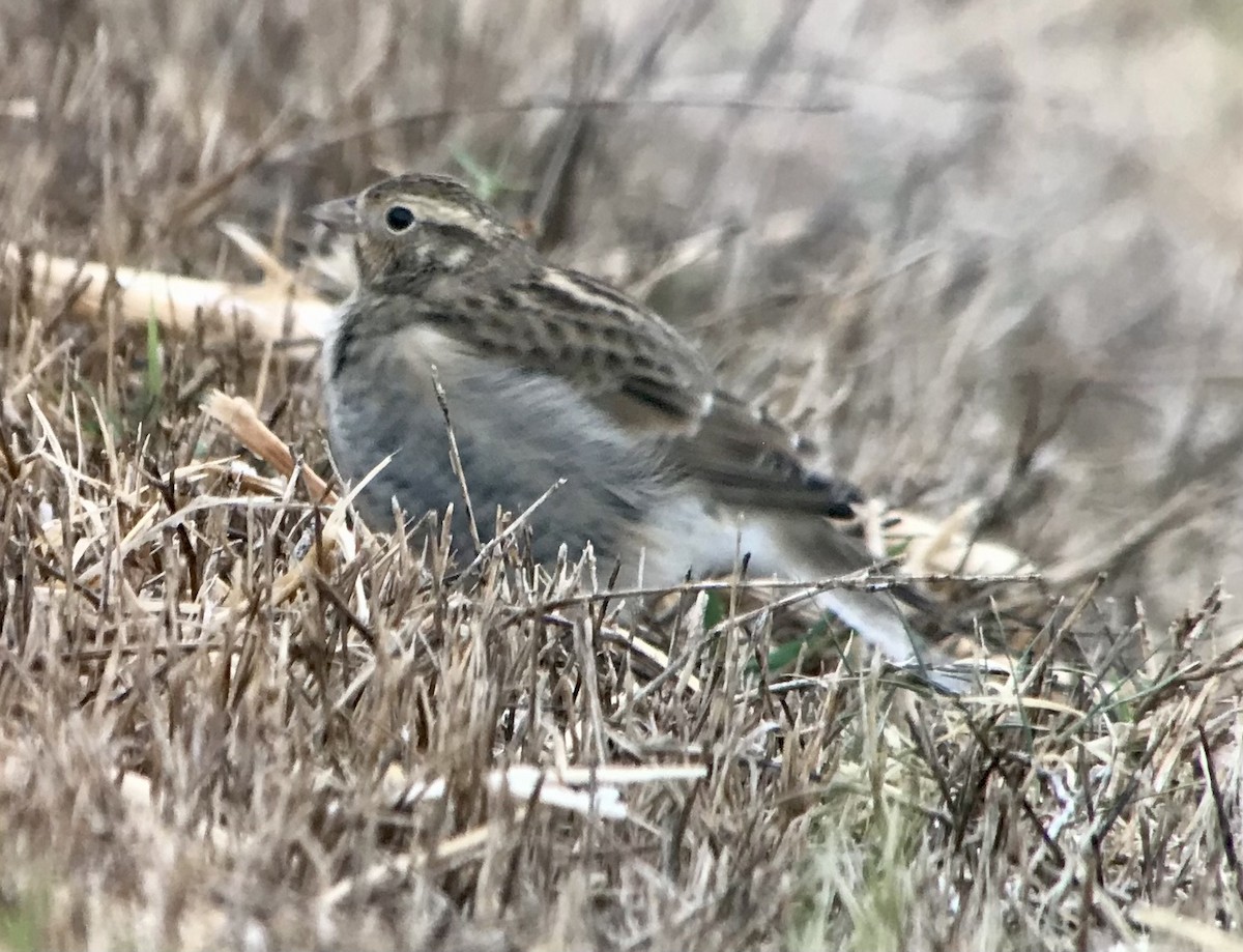 Chestnut-collared Longspur - ML625659803