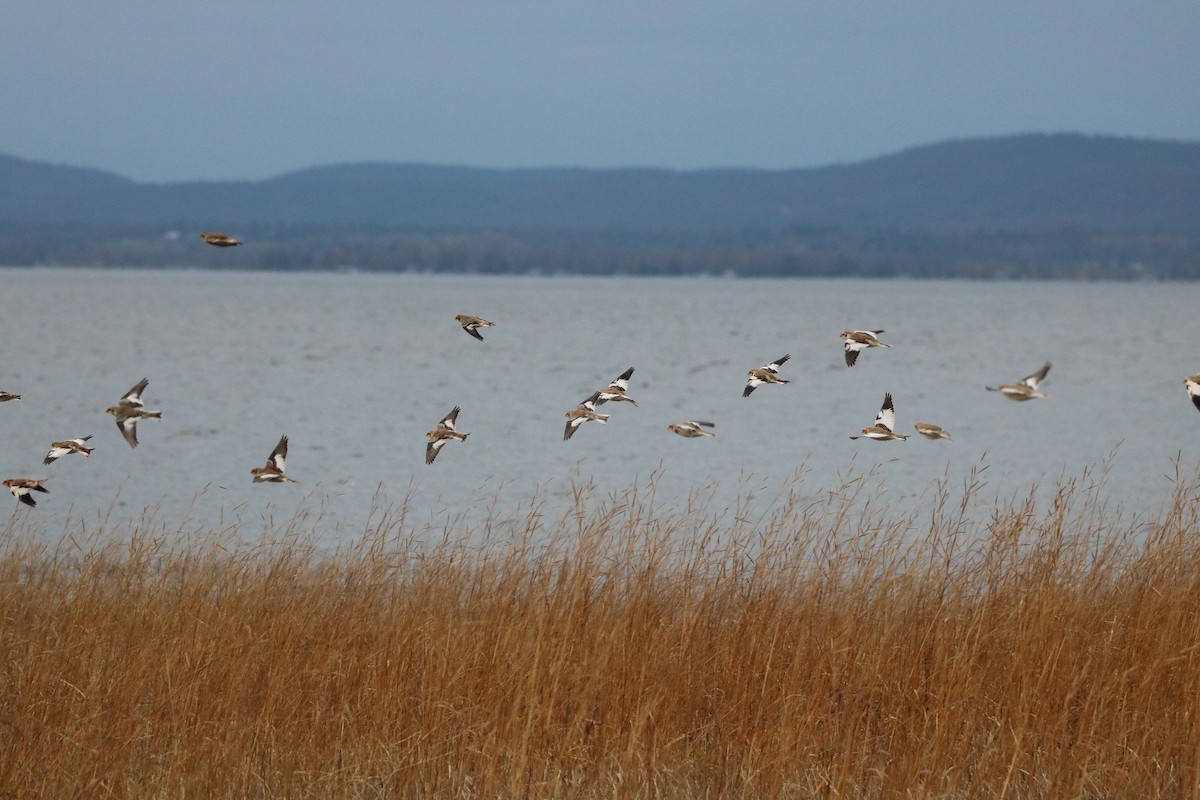 雪鵐 - ML625659922