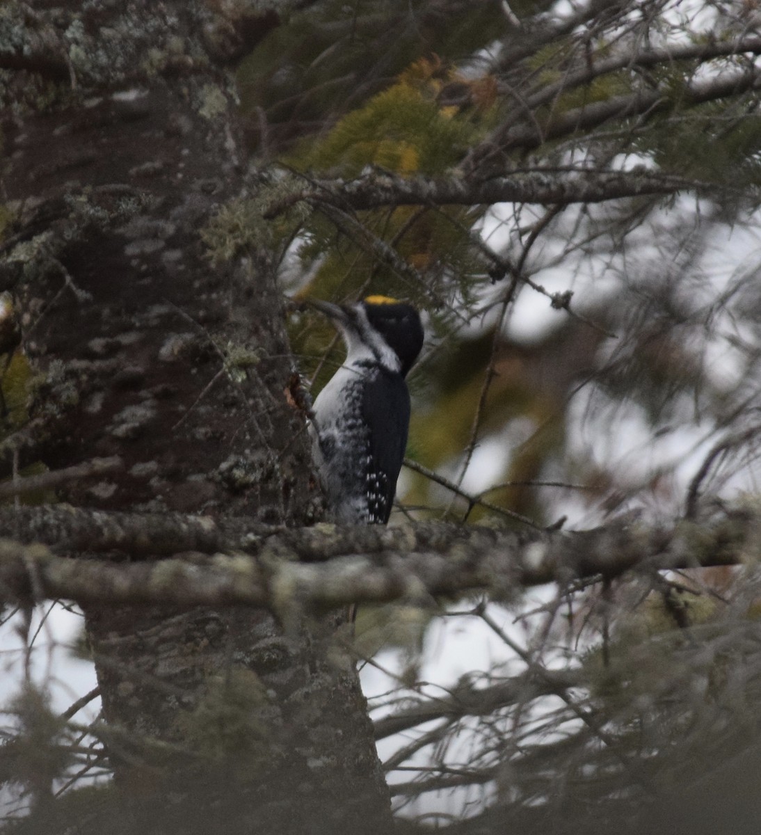 Black-backed Woodpecker - ML625659996