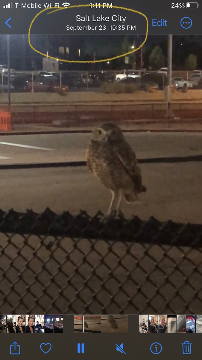 Burrowing Owl - ML625660174