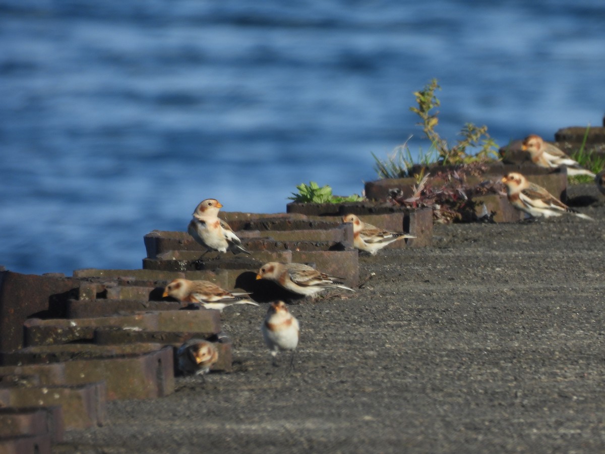 Snow Bunting - ML625660227