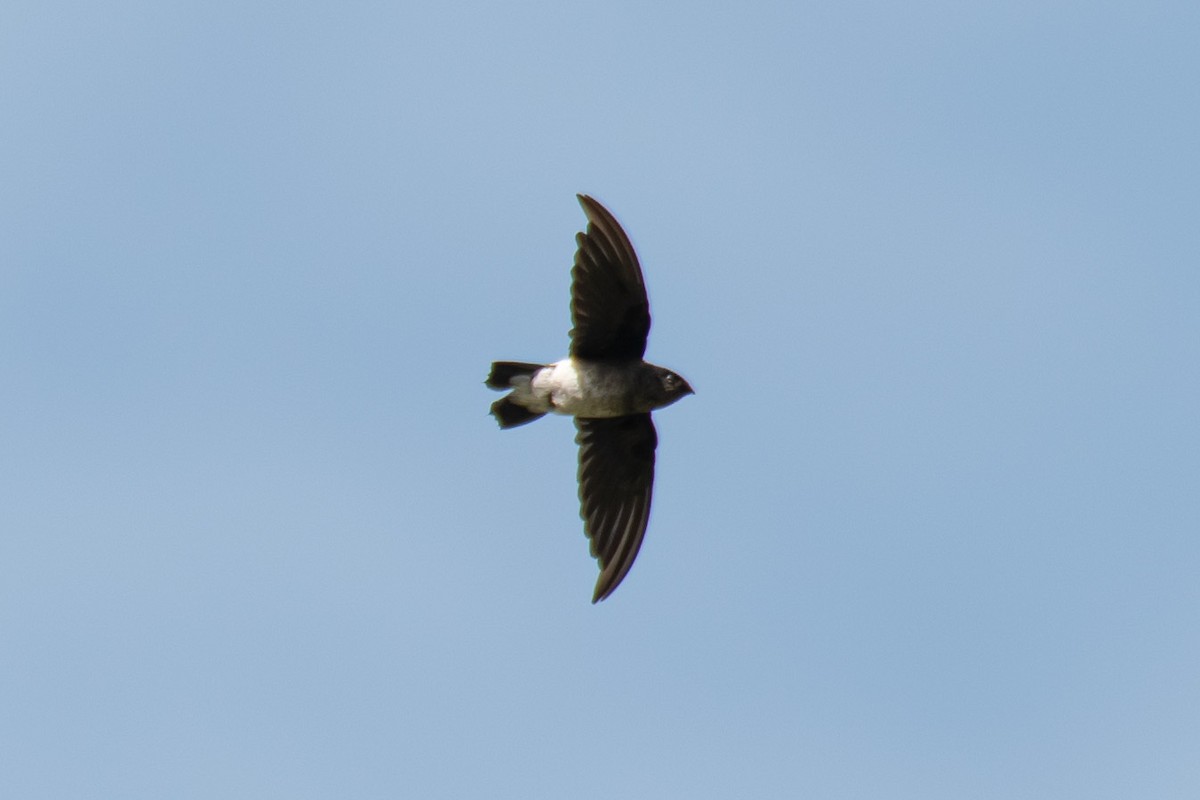 White-rumped Spinetail - ML625660235