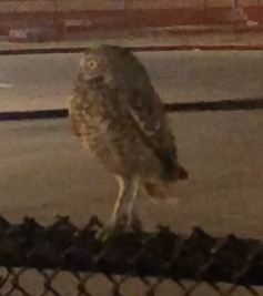 Burrowing Owl - ML625660319