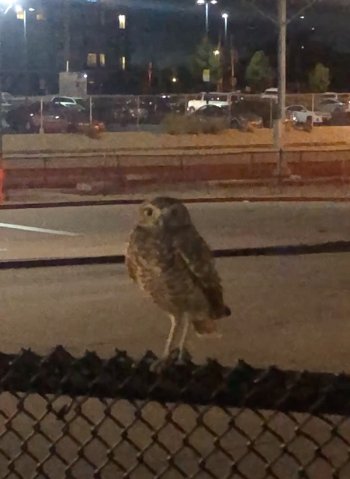 Burrowing Owl - ML625660322