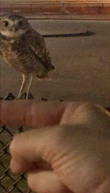 Burrowing Owl - ML625660339