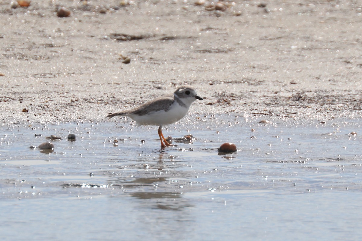 Piping Plover - ML625660357