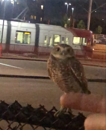 Burrowing Owl - ML625660359