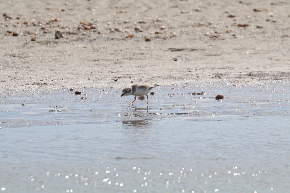 Piping Plover - ML625660364