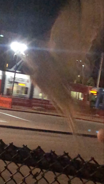 Burrowing Owl - ML625660377