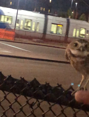 Burrowing Owl - ML625660389