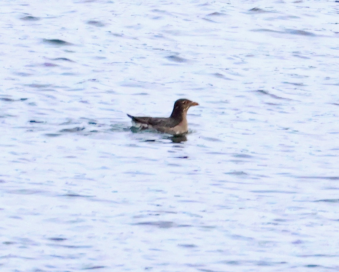 Rhinoceros Auklet - ML625660536