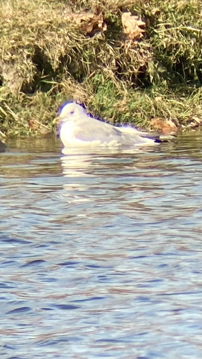 Common Gull - ML625660562