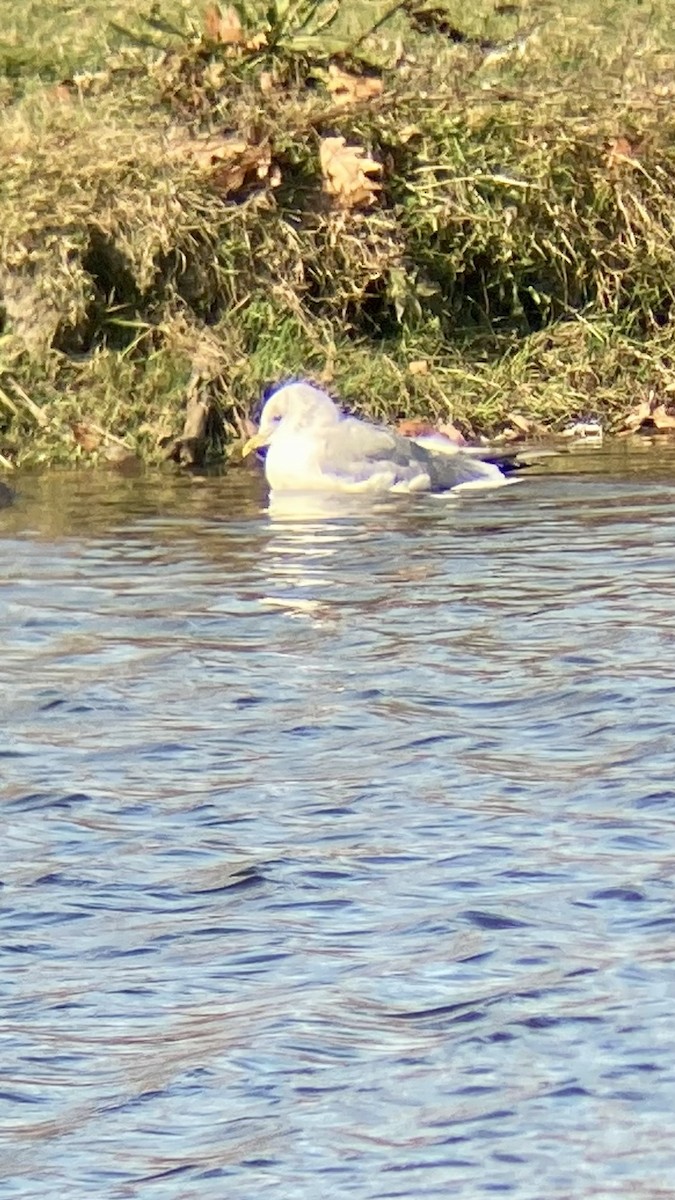 Common Gull - ML625660563