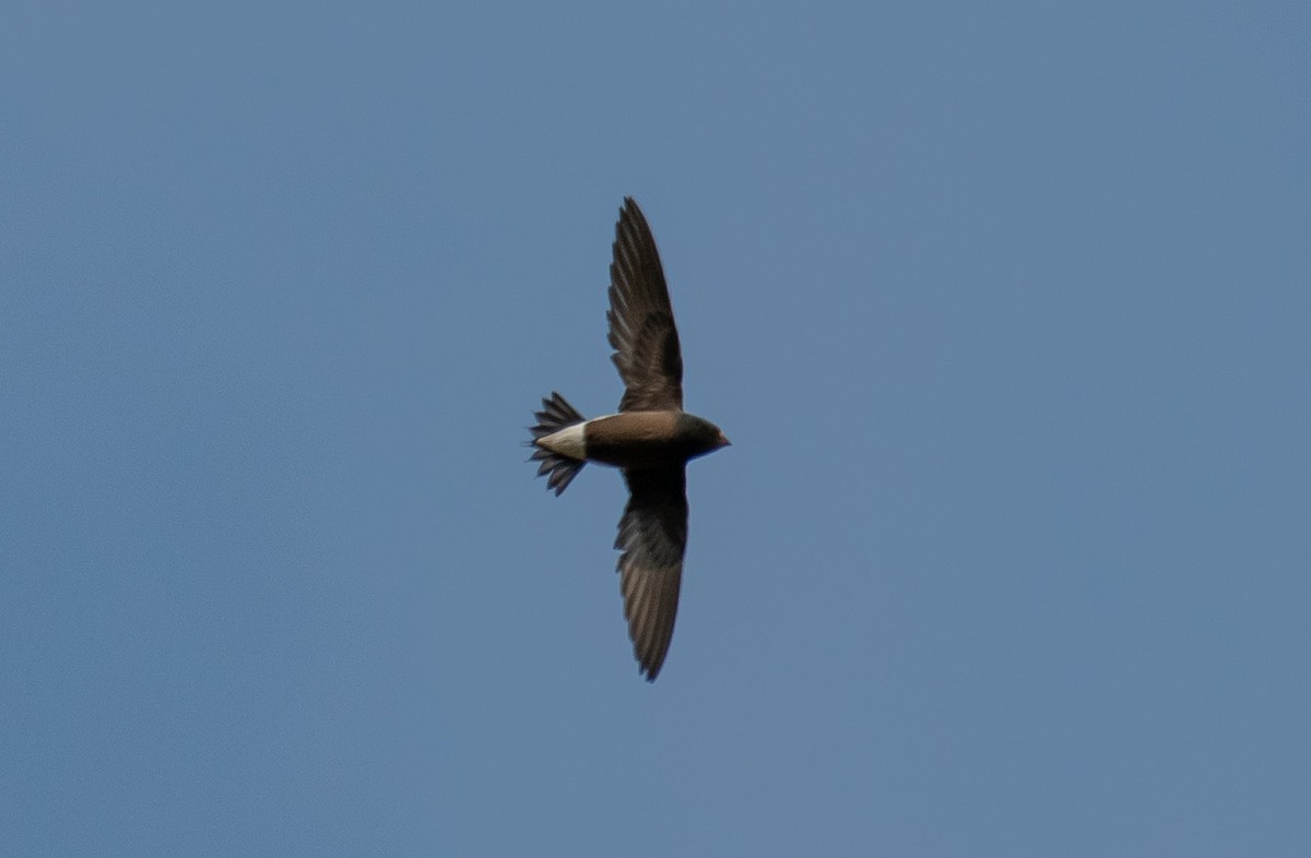 Brown-backed Needletail - ML625660581