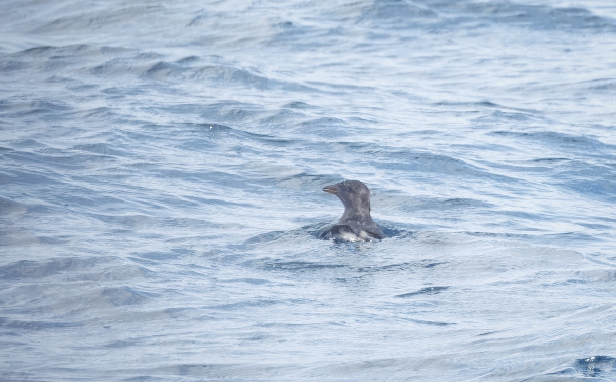 Rhinoceros Auklet - ML625660687