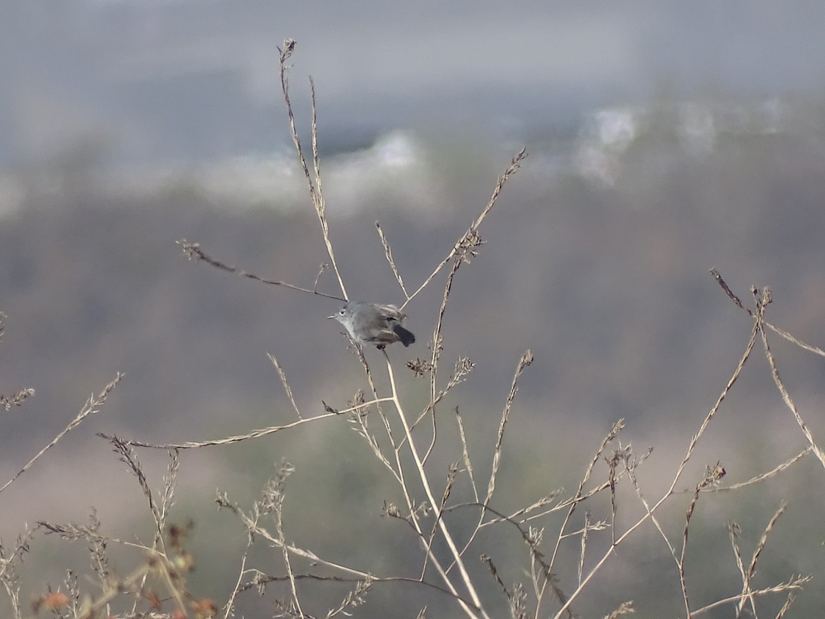 California Gnatcatcher - ML625660726