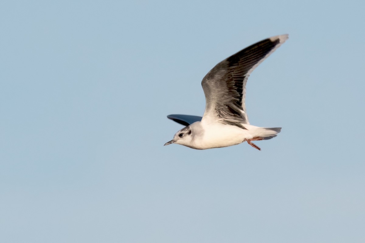 Little Gull - Sue Barth