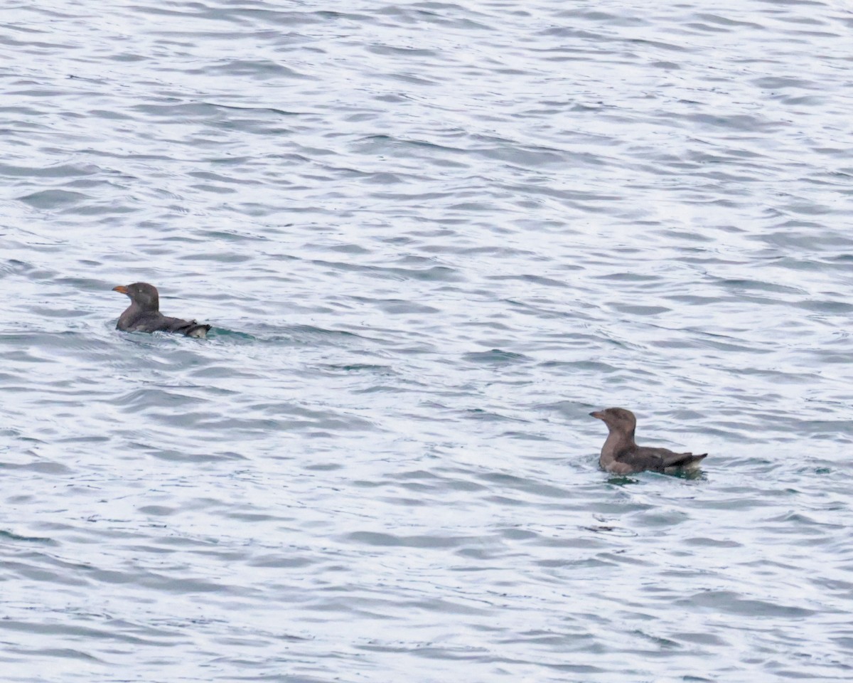 Rhinoceros Auklet - ML625660887