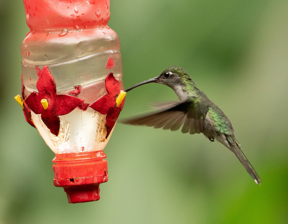 Gray-breasted Sabrewing (obscurus) - ML625660906