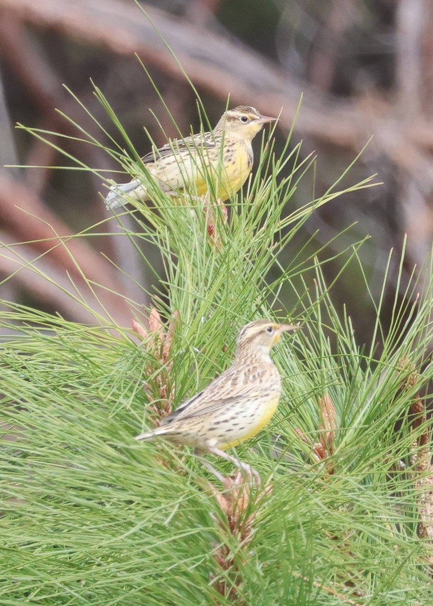 Western Meadowlark - ML625660959