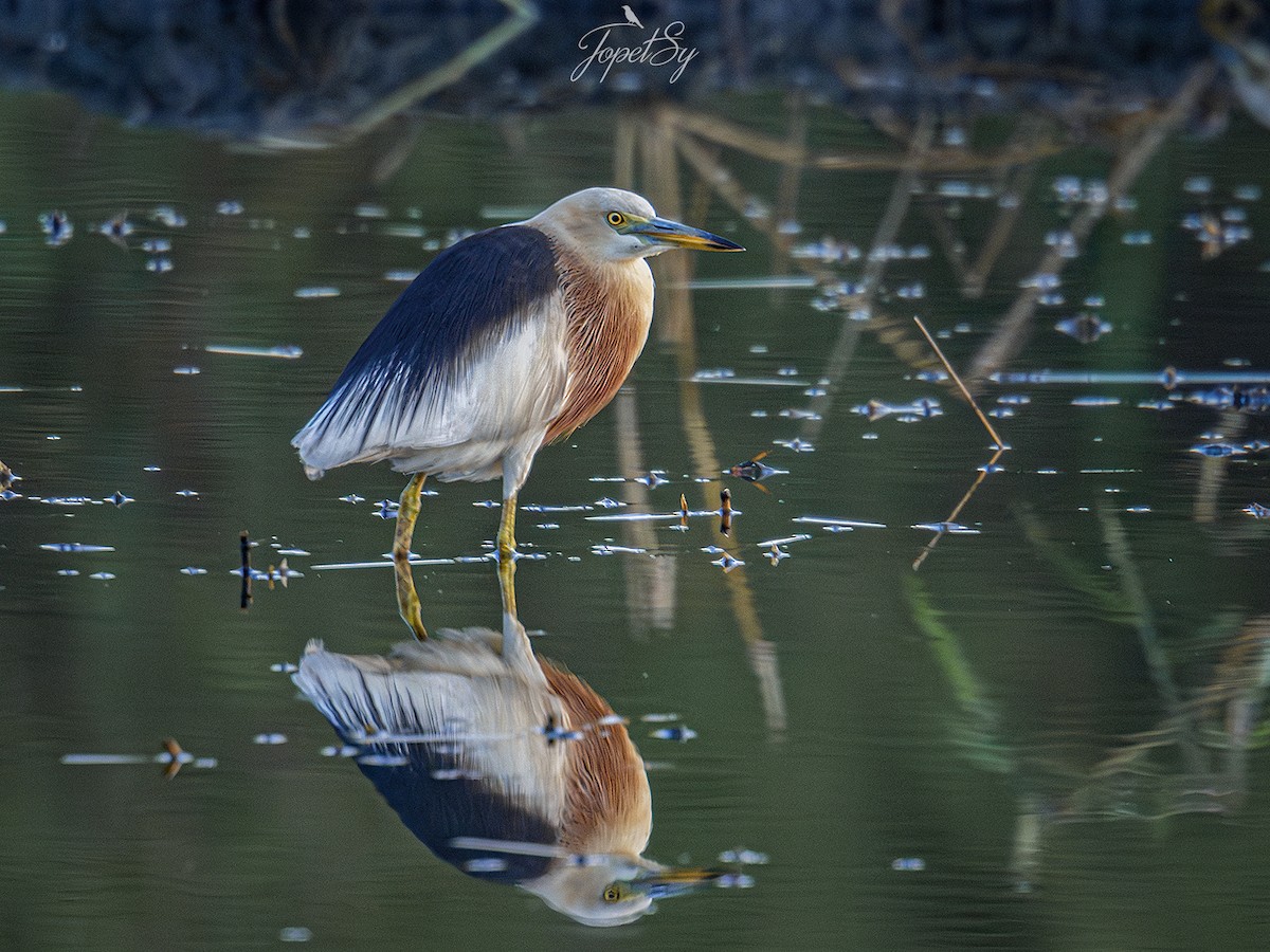 Javan Pond-Heron - ML625661004