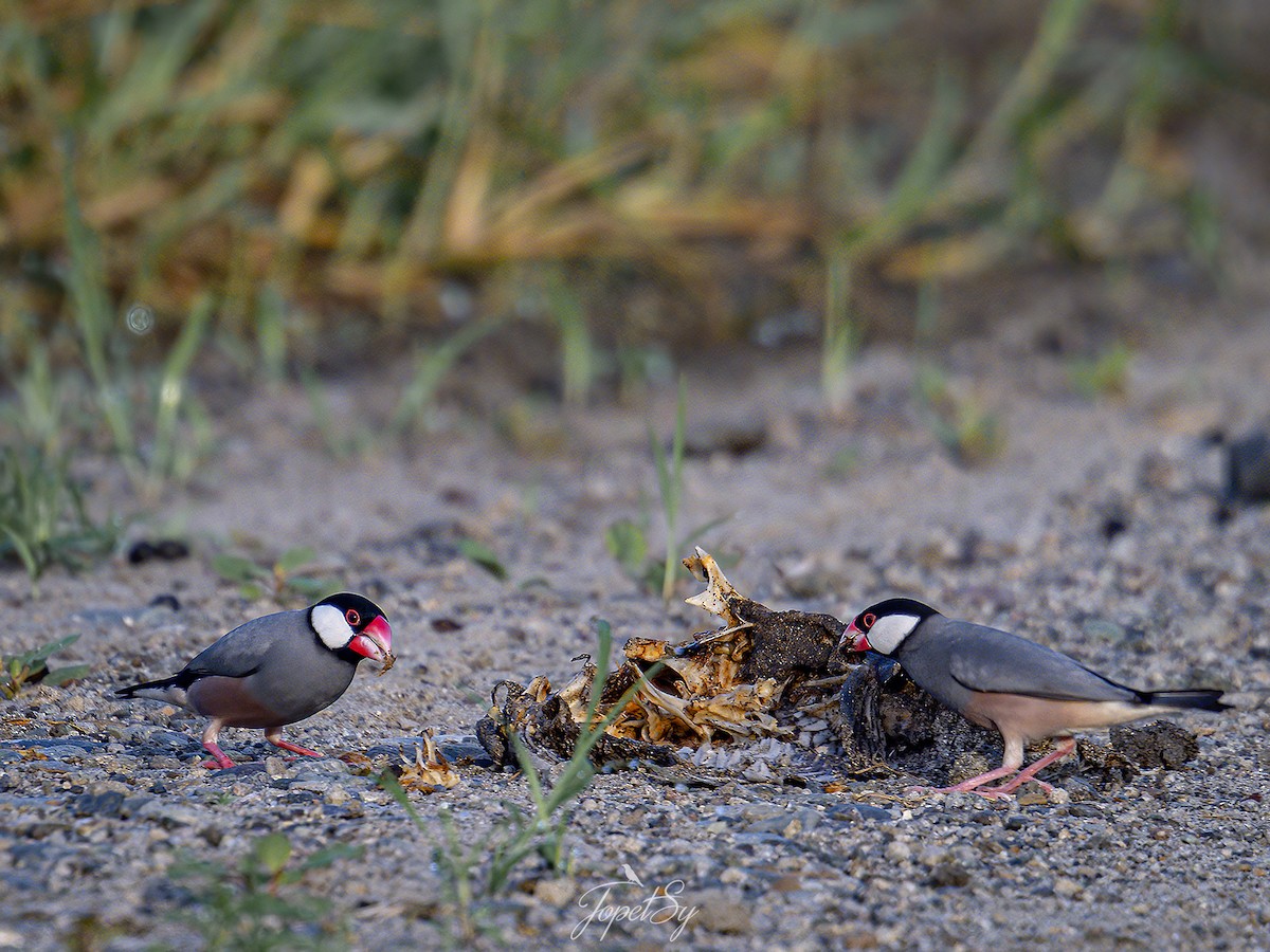 Java Sparrow - ML625661014