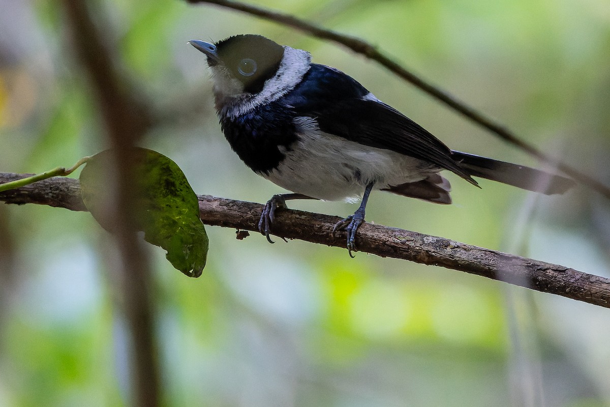 Pied Monarch - ML625661131