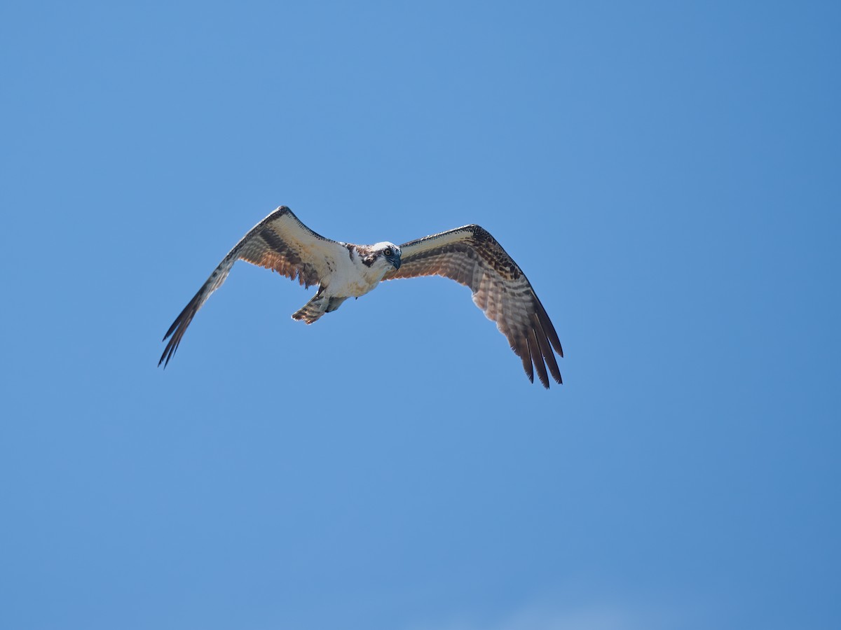 Osprey - ML625661136