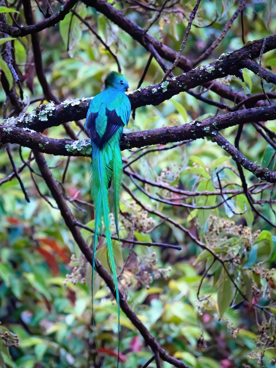 Resplendent Quetzal - ML625661146