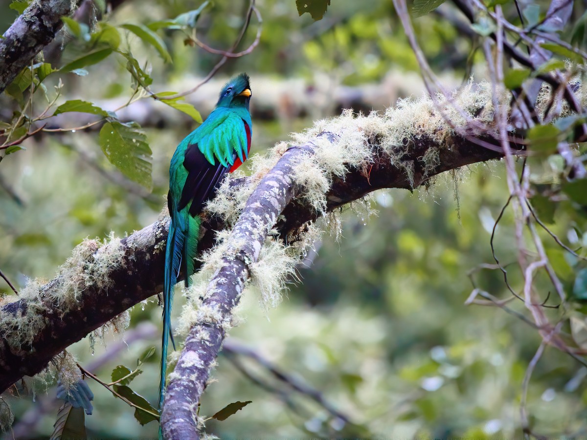 Resplendent Quetzal - ML625661147