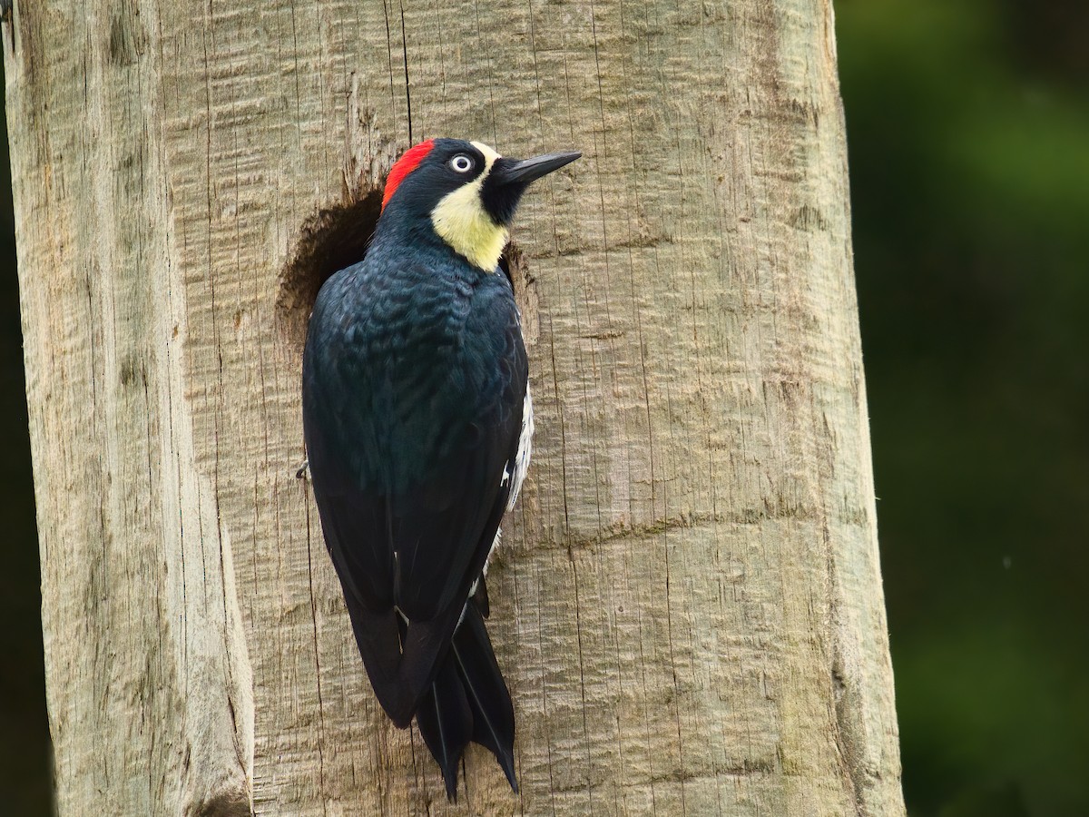 Acorn Woodpecker - ML625661207