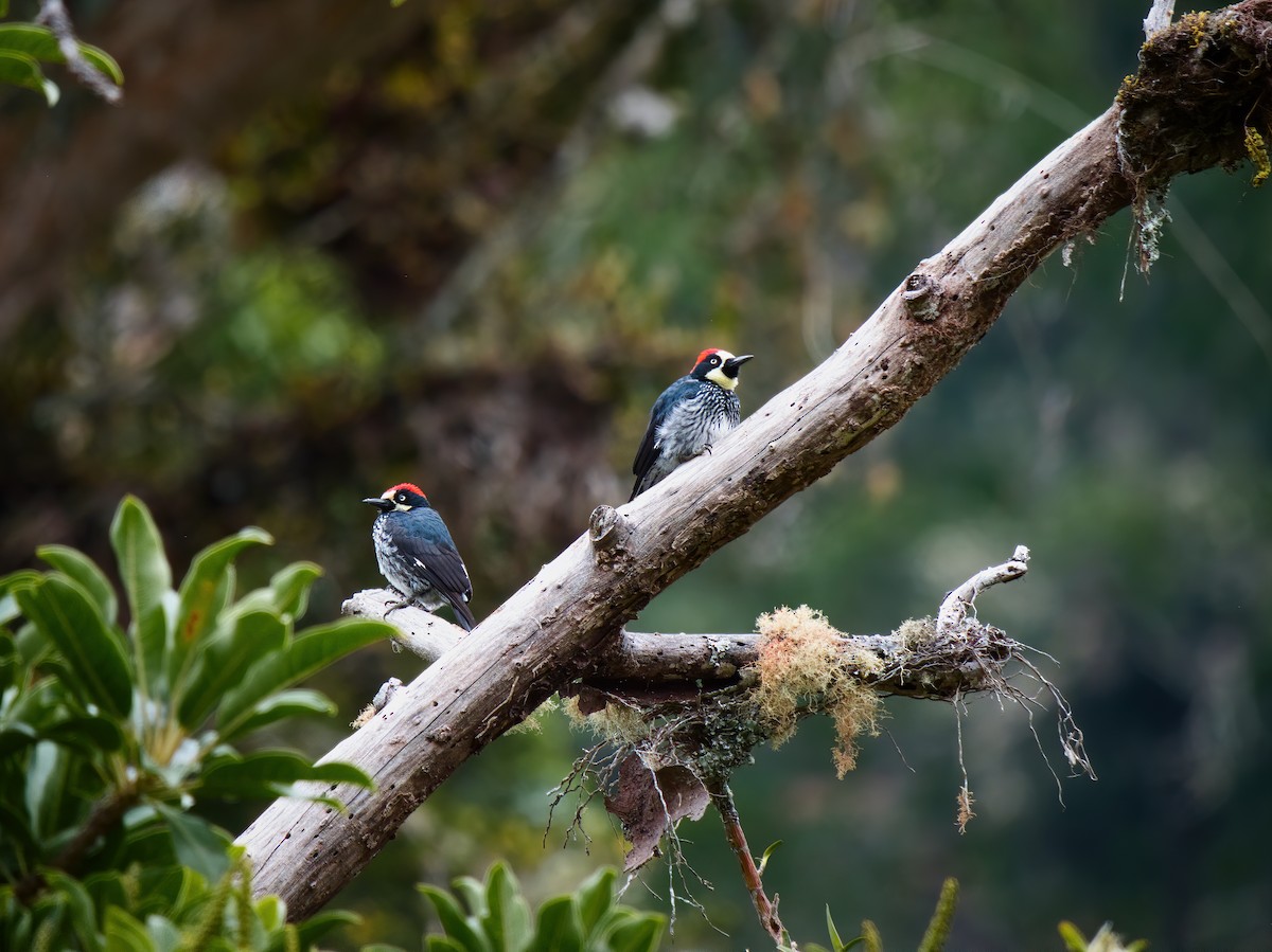 Acorn Woodpecker - ML625661209