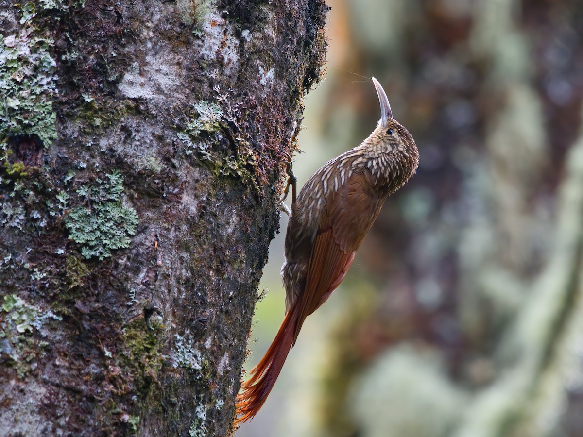 Spot-crowned Woodcreeper - ML625661224