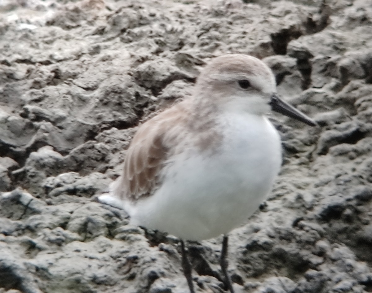 Semipalmated Sandpiper - ML625661255