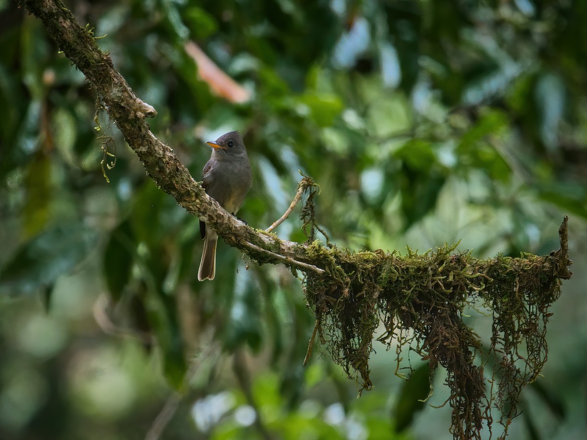 Dark Pewee - ML625661268