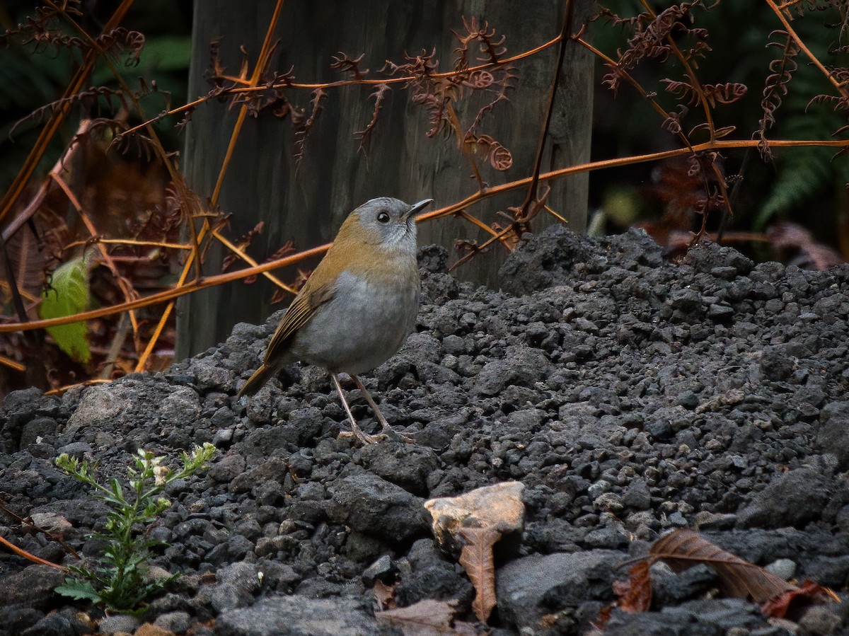 Black-billed Nightingale-Thrush - ML625661298