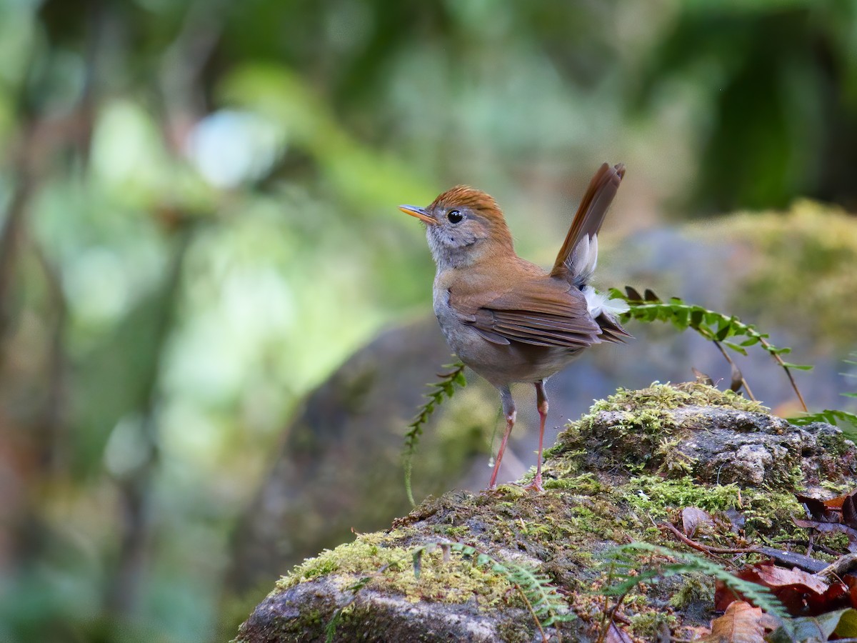 Ruddy-capped Nightingale-Thrush - ML625661301